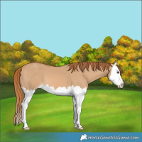 Horse Color:Red Dun Splash