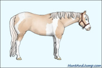 Horse Color:Silver Classic Champagne Pearl Splash Tobiano Rabicano 