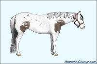Horse Color:Brown Dun Splash Tobiano 