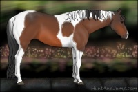 Horse Color:Bay Tobiano 