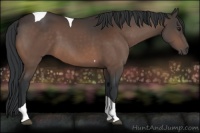 Horse Color:Brown Tobiano 