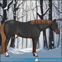 Horse Color:Gray Liver Chestnut