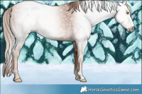 Horse Color:Gray Gold Champagne