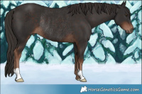 Horse Color:Liver Chestnut Rabicano 