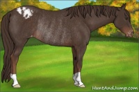 Horse Color:Liver Chestnut Varnish Rabicano 