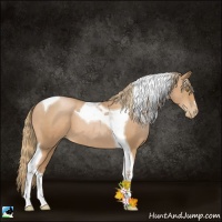 Horse Color:Chestnut Pearl Tobiano 