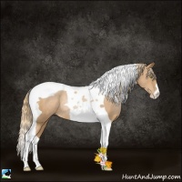 Horse Color:Chestnut Pearl Tobiano Rabicano 