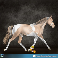 Horse Color:Gold Champagne Pearl Tobiano Rabicano 