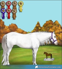 Horse Color:Brown Tobiano Appaloosa 