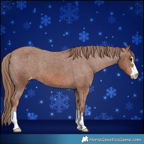 Horse Color:Chestnut Appaloosa 