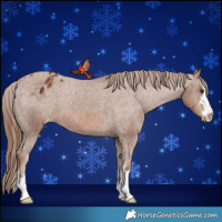 Horse Color:Chestnut Appaloosa 