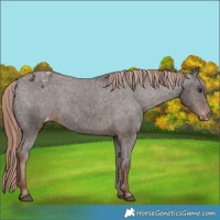 Horse Color:Liver Chestnut Appaloosa