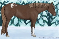 Horse Color:Liver Chestnut Appaloosa 