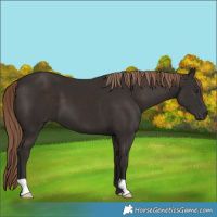 Horse Color:Liver Chestnut 