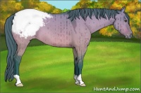 Horse Color:Watercolor Brown Dun Appaloosa Brindle