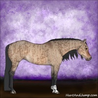 Horse Color:Bay Dun  and Bay Dun 