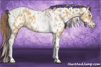 Horse Color:Amber Champagne Sabino Tobiano Appaloosa  and Amber Cream Champagne Sabino Tobiano Appaloosa 