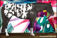 Horse Color:Liver Chestnut Appaloosa 