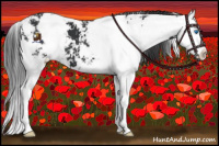 Horse Color:Black Sabino Splash 