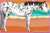 Horse Color:Black Sabino Splash Near Leopard Rabicano