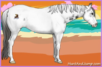 Horse Color:White Spotted Black Tobiano Frame Appaloosa Rabicano 