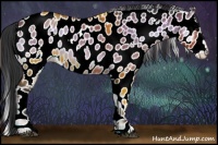Horse Color:White Spotted Bay Onyx Near Leopard 