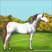 Horse Color:Chestnut Tobiano Appaloosa 