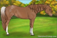 Horse Color:White Spotted Chestnut Sabino 
