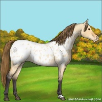 Horse Color:Buckskin Roan Dun Appaloosa 