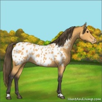 Horse Color:Buckskin Appaloosa 