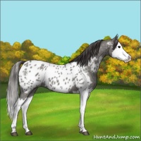 Horse Color:Grullo Roan Splash Appaloosa