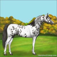 Horse Color:Grullo Tobiano Appaloosa 