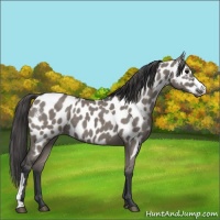 Horse Color:Grullo Appaloosa 