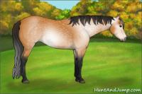 Horse Color:Gray Buckskin 