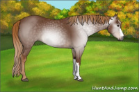 Horse Color:Gray Chestnut 