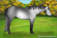 Horse Color:Gray Liver Chestnut 