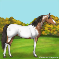 Horse Color:Bay Tobiano Appaloosa 