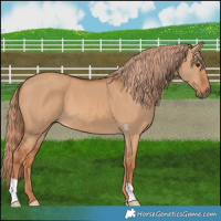 Horse Color:Red Dun 