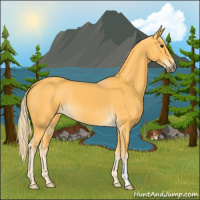 Horse Color:Palomino 