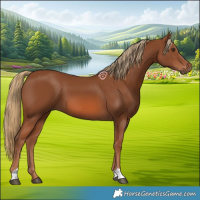 Horse Color:Chestnut 
