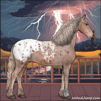 Horse Color:Chestnut Appaloosa 