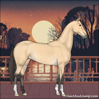 Horse Color:Buckskin 