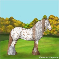 Horse Color:Chestnut Appaloosa 