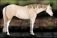 Horse Color:Gold Champagne Pearl Rabicano  and Gold Champagne Pearl Splash Rabicano 
