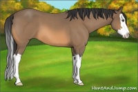 Horse Color:Buckskin Roan Splash