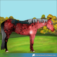 Horse Color:ERROR: UNKNOWN ANOMALY