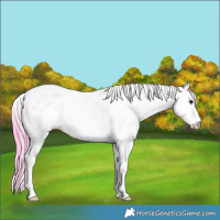 Horse Color:Watercolor Black Ice Sabino 