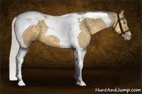 Horse Color:Silver Classic Cream Champagne Tobiano 