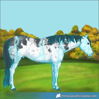 Horse Color:Thunderstruck Black Ice Sabino