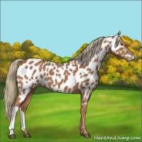 Horse Color:Chestnut Appaloosa 